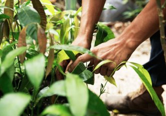 pianta-un-albero-in-citta-con-4-siti-contro-il-cambiamento-climatico