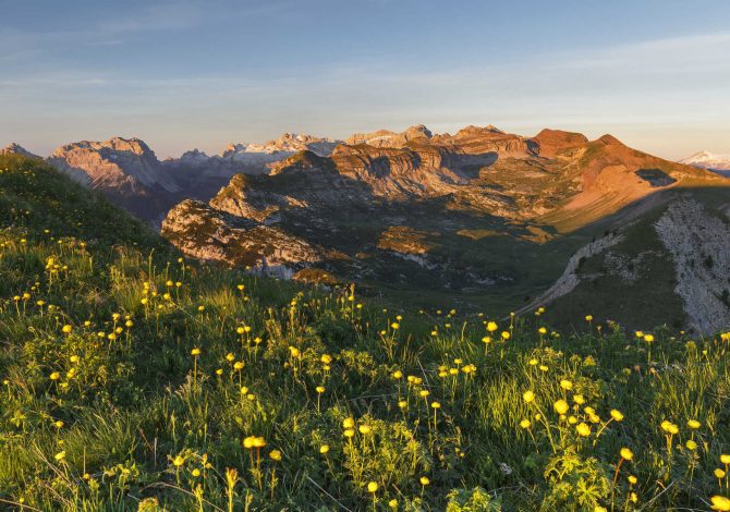 Passeggiate in Trentino ad ammirare la fioritura di primavera- val-di-non-monte-peller-botton-d-oro-foto-alessandro-gruzza