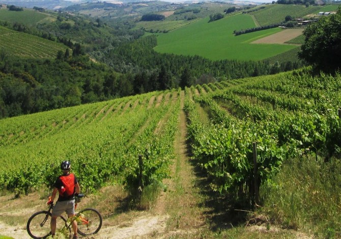 bici-marche-vie-del-vino