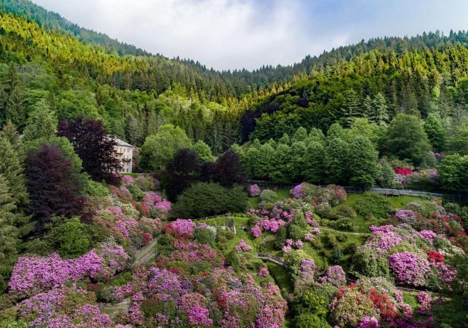 La fioritura dei rododendri nell'Oasi Zegna, uno spettacolo imperdibile