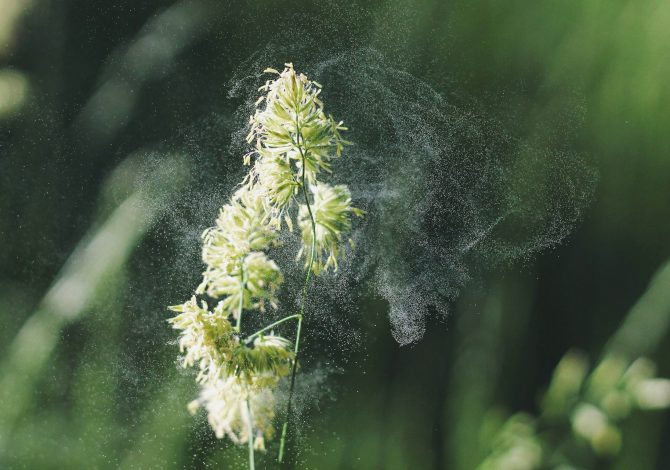 Allergie ai pollini e sport all'aperto