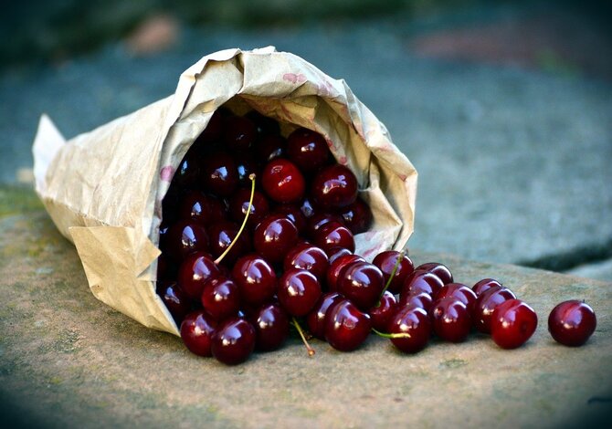 The greatest cherries in Italy: the place to choose them freely