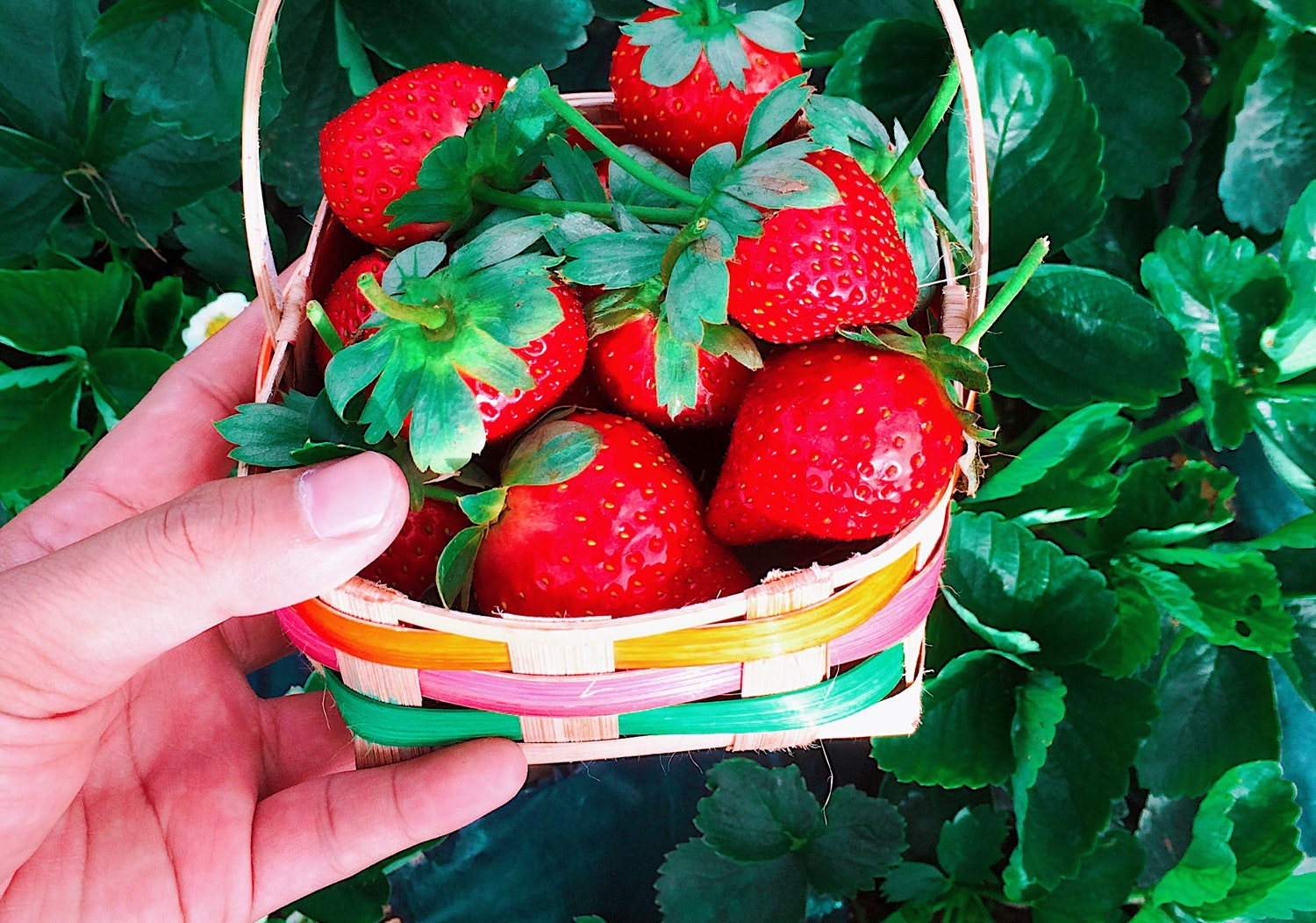 The best strawberries in Italy Where to collect them Breaking