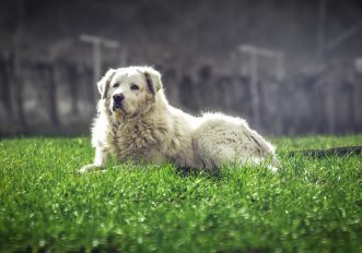 Cane pastore sul sentiero cosa fare