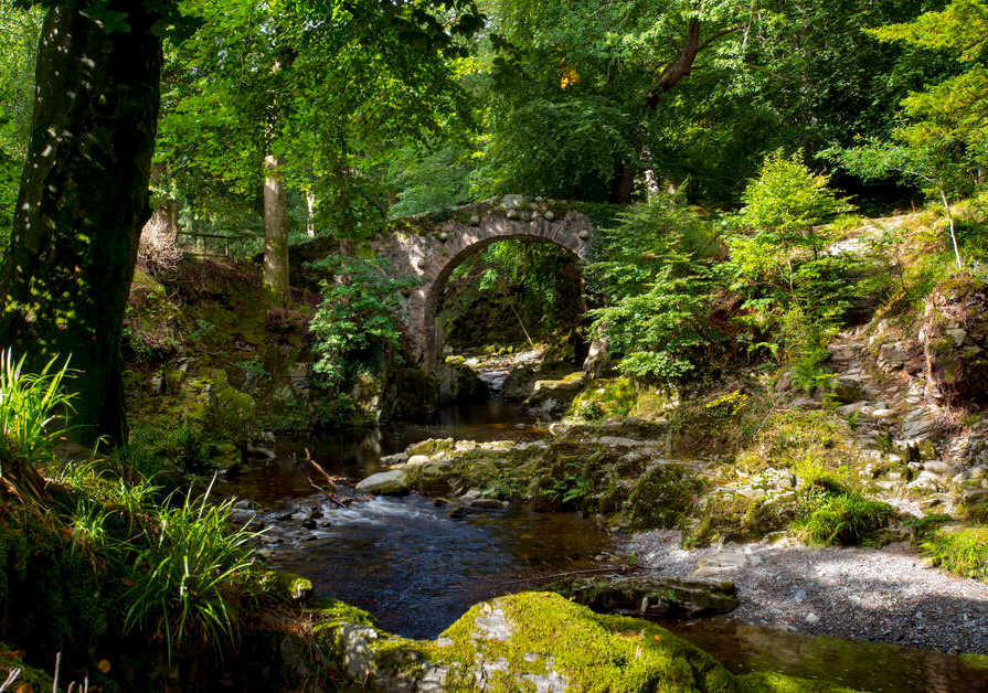 boschi e foreste in Irlanda per il forest bathing