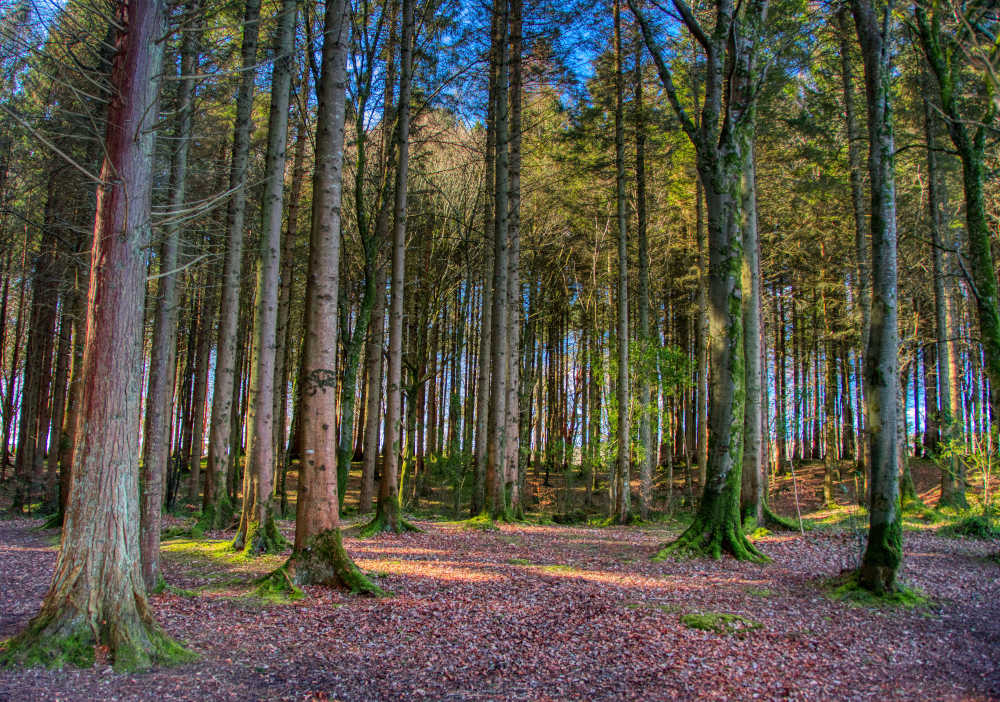 boschi e foreste in Irlanda per il forest bathing