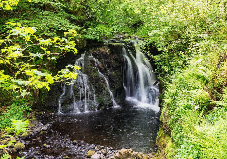 boschi e foreste in Irlanda per il forest bathing