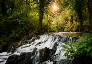 boschi e foreste in Irlanda per il forest bathing