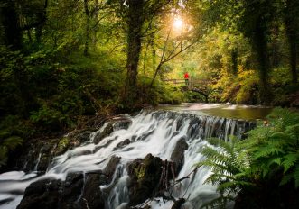 boschi e foreste in Irlanda per il forest bathing