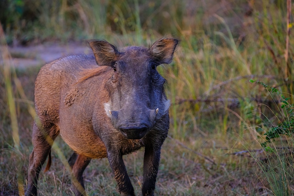 cinghiale-bosco