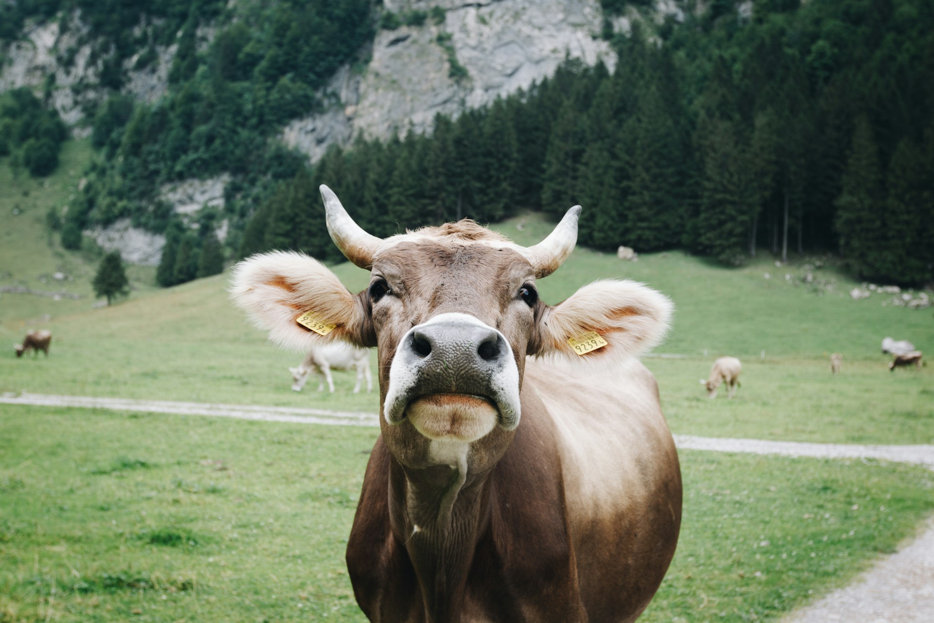 Mucche sul sentiero