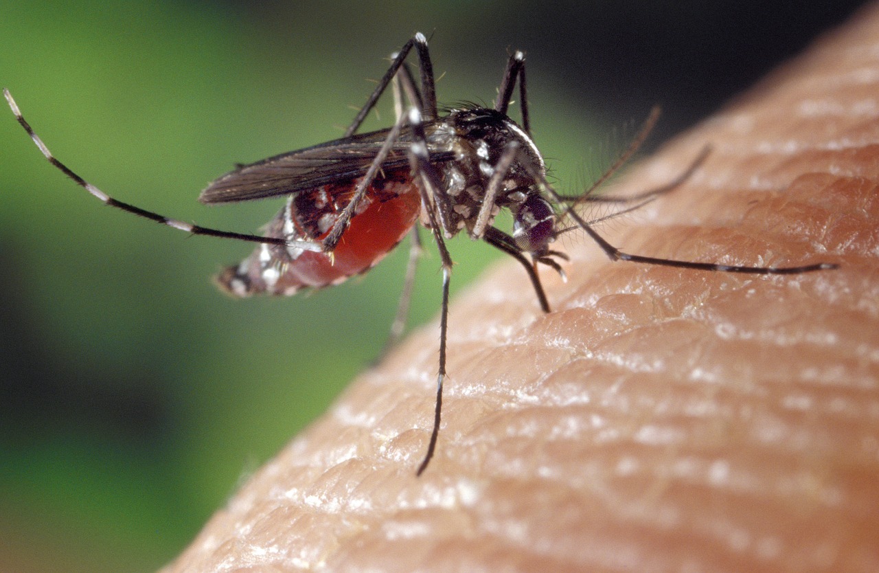 Perché le zanzare pungono alcune persone (e altre no)