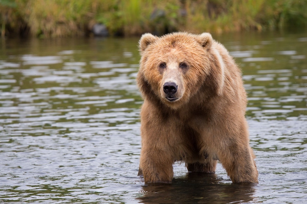 orso-ih-attacco