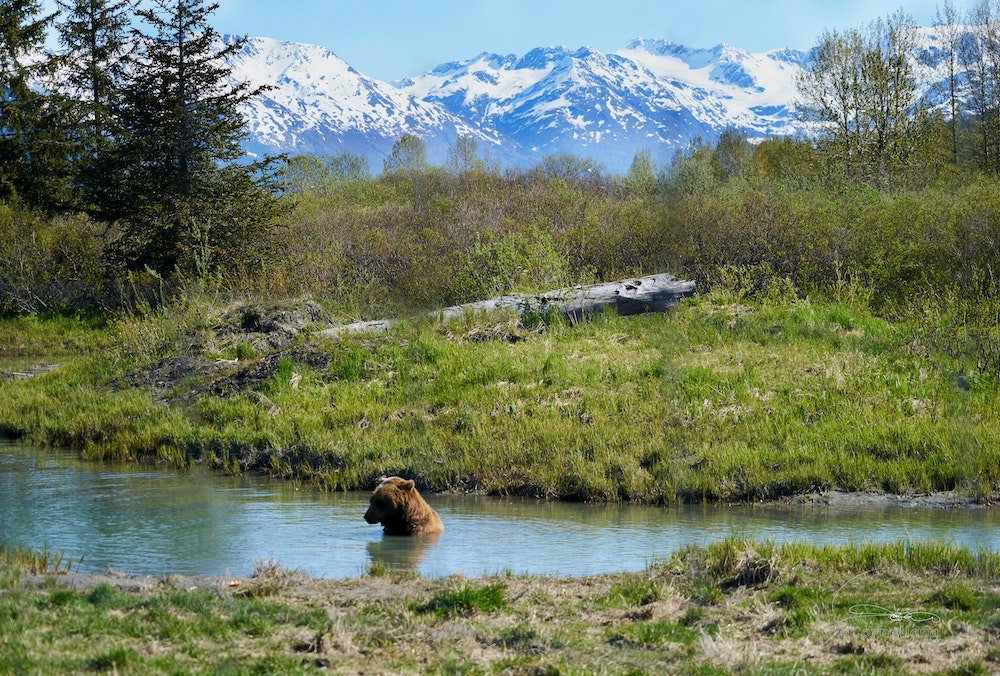 orso-lontano