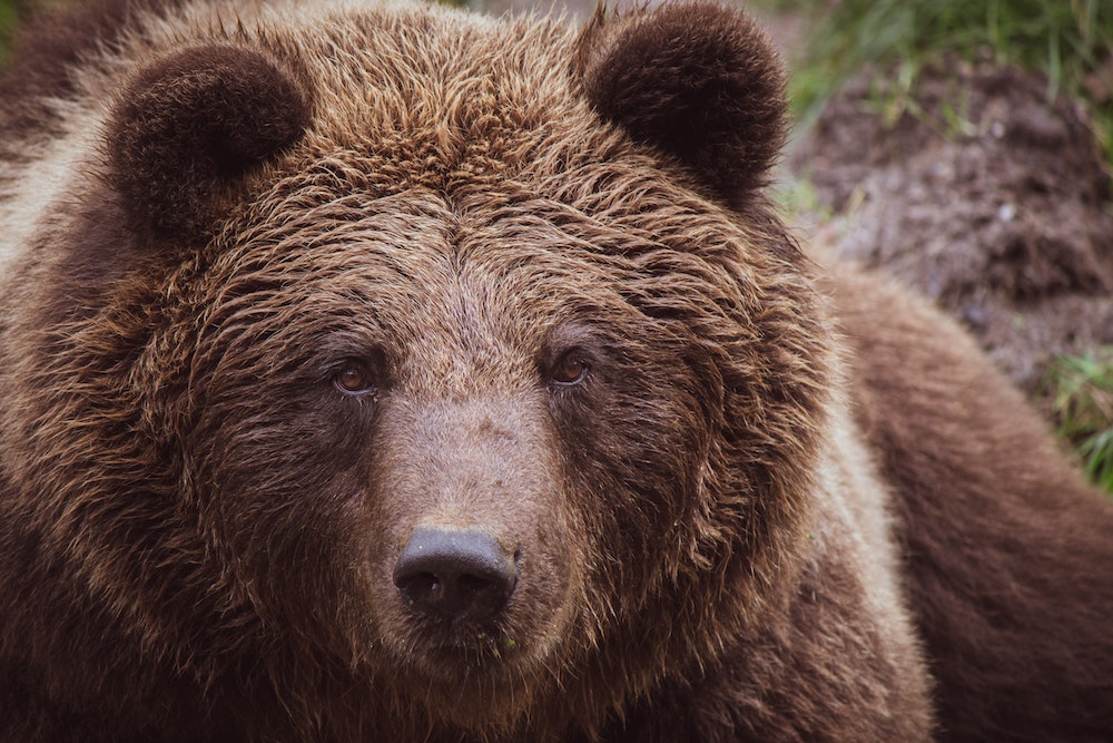 orso-vicino