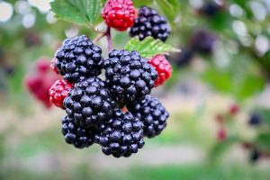 Marmellata di more di rovo: come si fa?