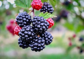 Marmellata di more di rovo: come si fa?