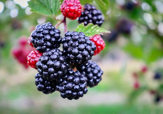 Marmellata di more di rovo: come si fa?