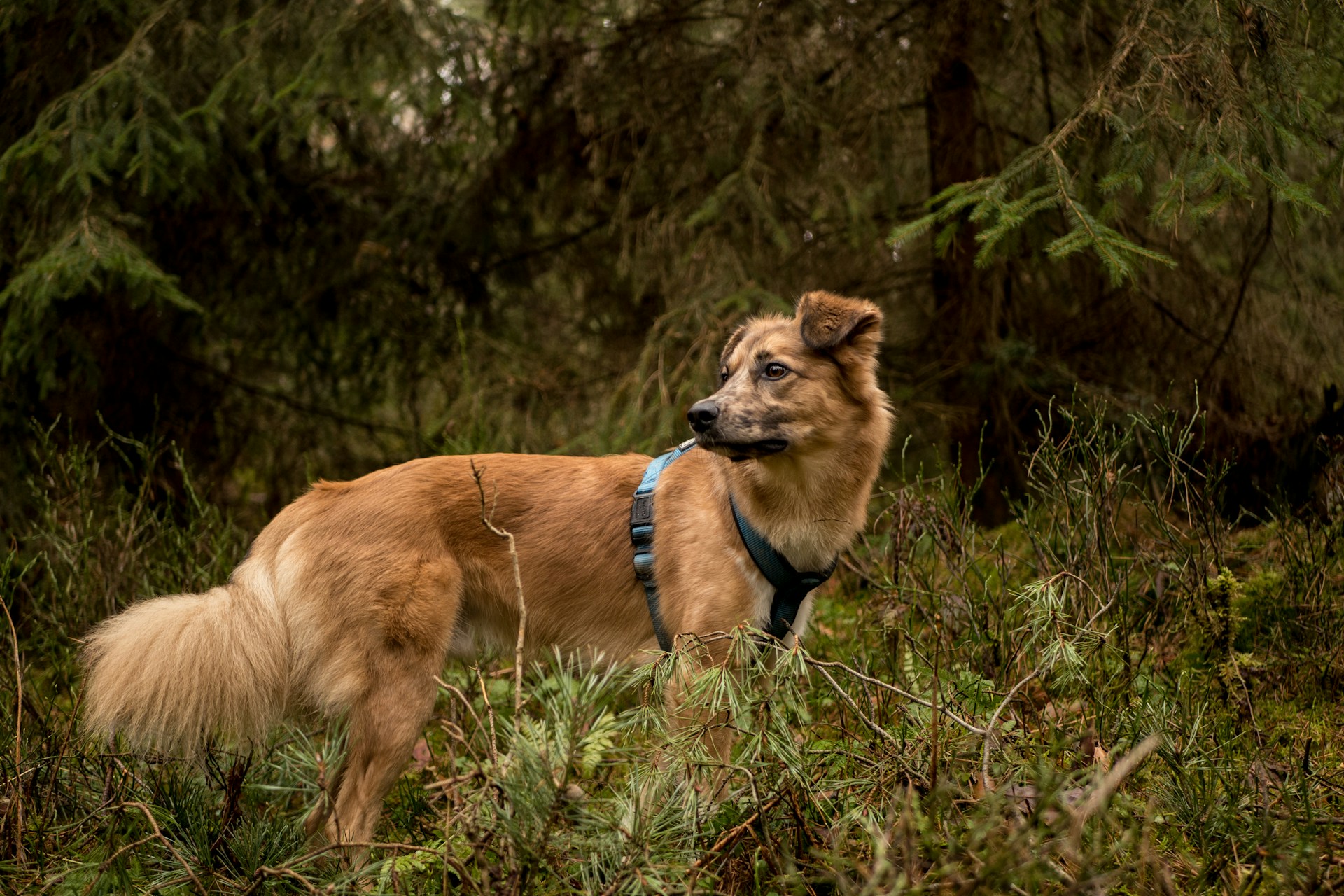 Cosa fare se il cane prende le zecche nel bosco