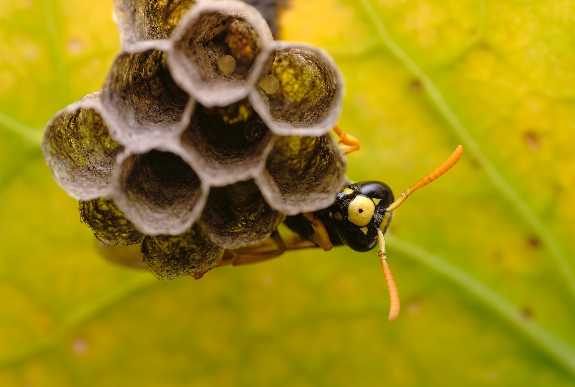 Morire per la puntura di api e vespe: come succede?