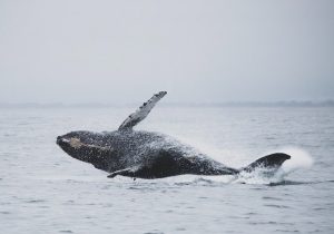 whale-watching-una-vacanza-tra-le-balene-in-italia