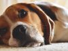 beagle-casalingo-perfetto
