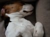 beagle-ama-il-divano
