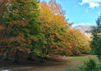 Escursione nel Parco Regionale del Monte Cucco Boschi