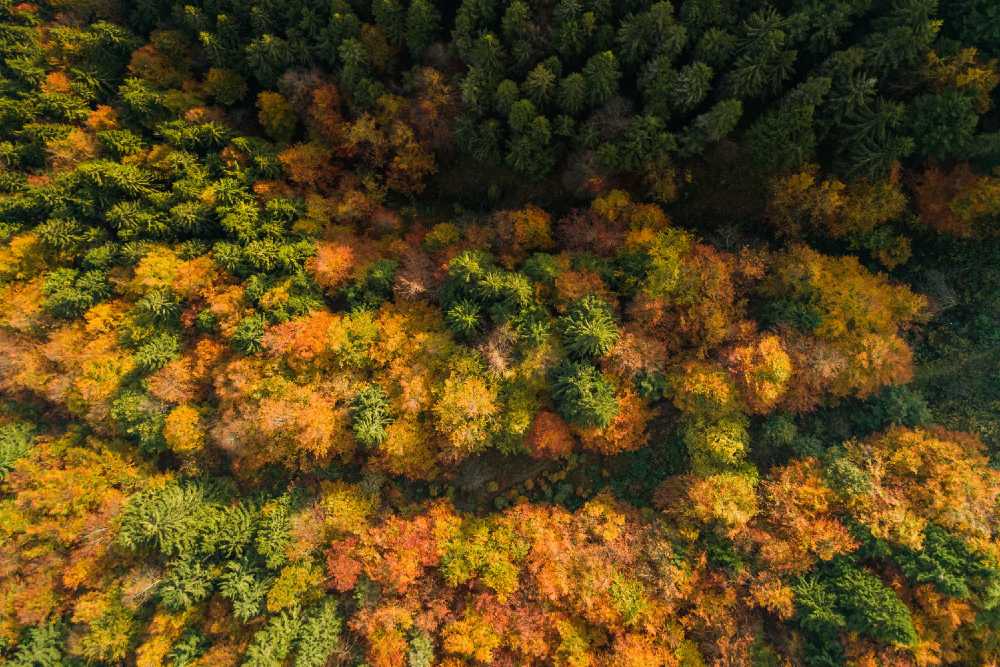 foliage all'Oasi Zegna