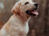 golden-retriever-nella-classifica-dei-cani-intelligenti