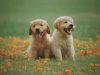 golden-retriever-a-suo-agio-in-fmaiglia