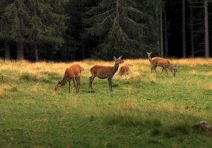 val-di-fiemme-cosa-fare