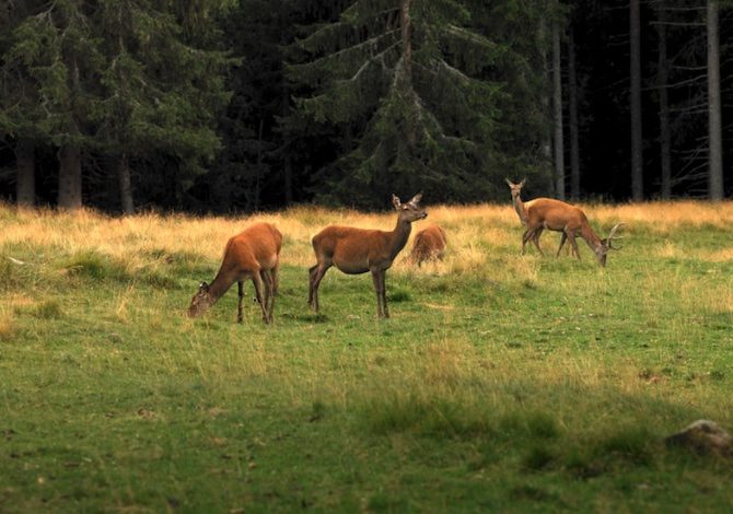 val-di-fiemme-cosa-fare