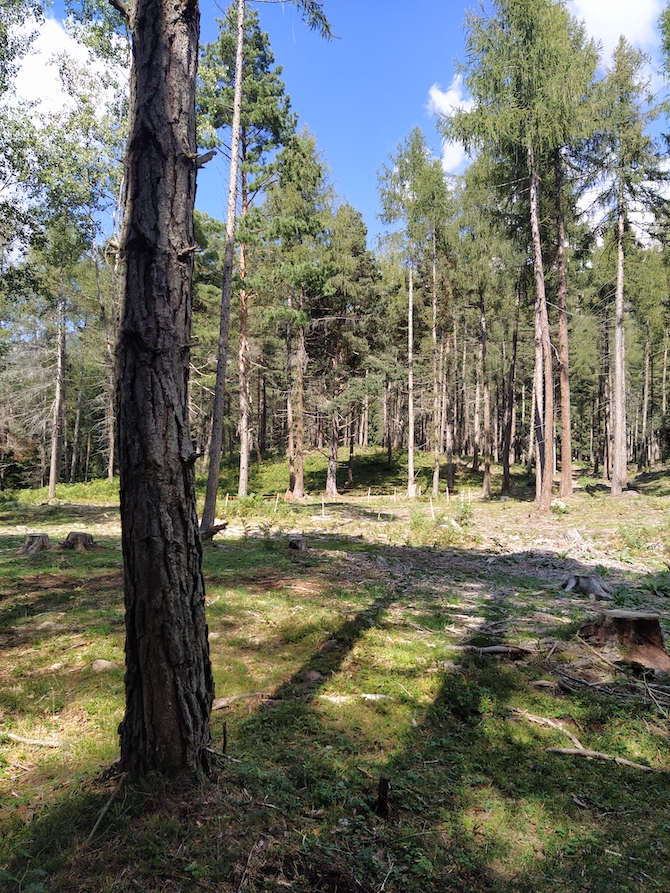 val-di-fiemme-cosa-fare-bosco-silenzio