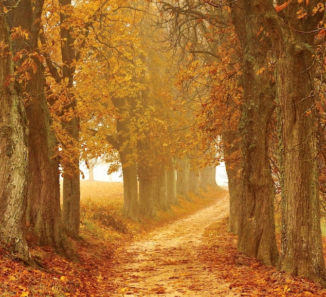 camminare-in-autunno-foliage