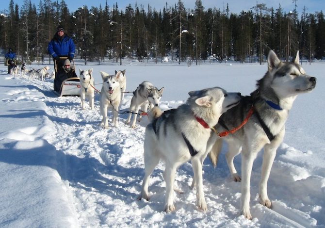 sleddog-valtellina