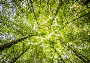 Sostenibilità o Greenwashing? Cosa dicono le Certificazioni eco-green dei capi sportivi