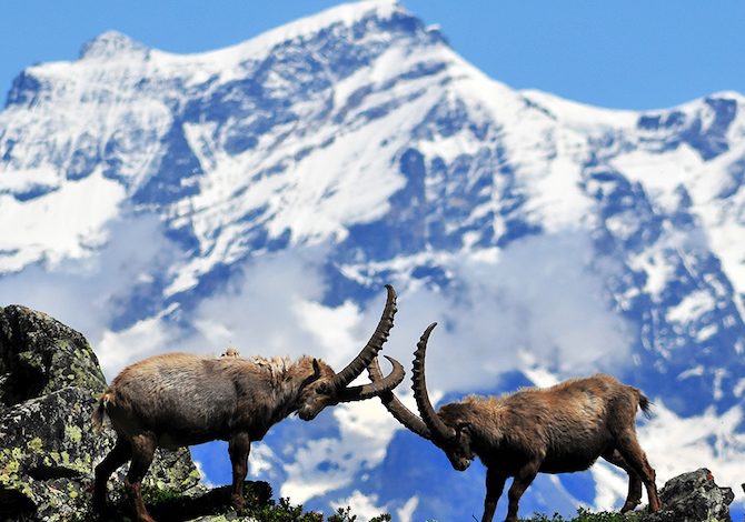 trekking-gran-paradiso