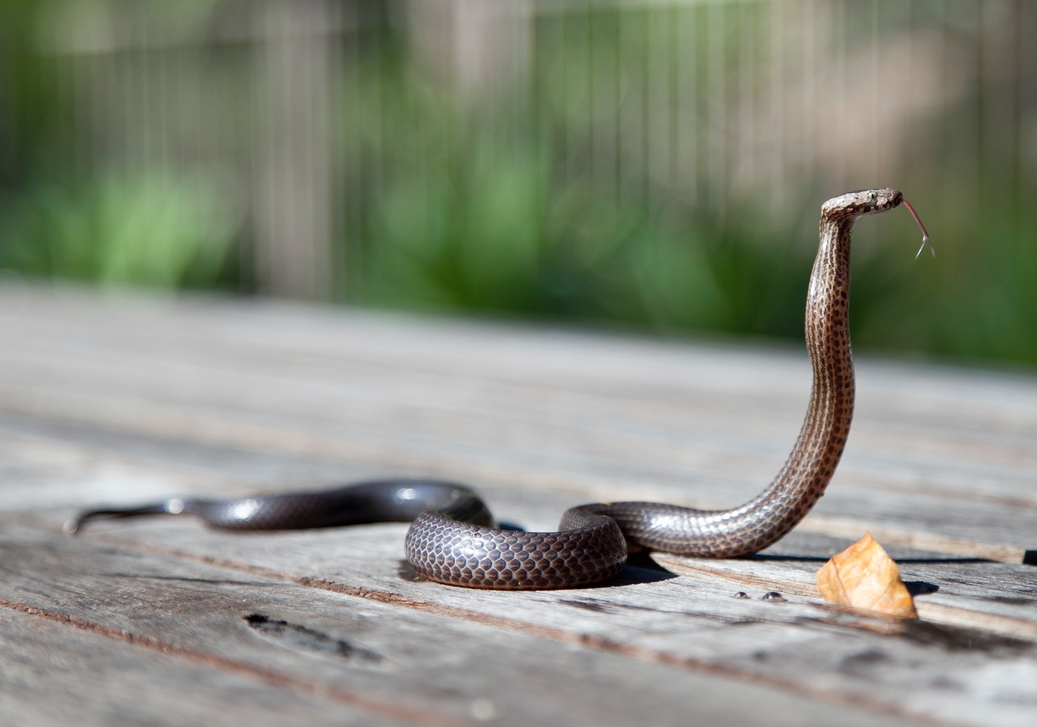 Primo soccorso per morsi di serpente