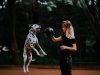il-dalmata-gioca-e-corre