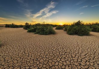 Caldo: è allarme invasione di zecche