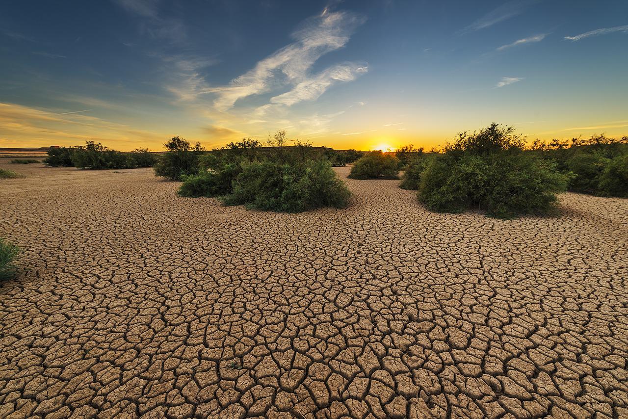 Caldo: è allarme invasione di zecche