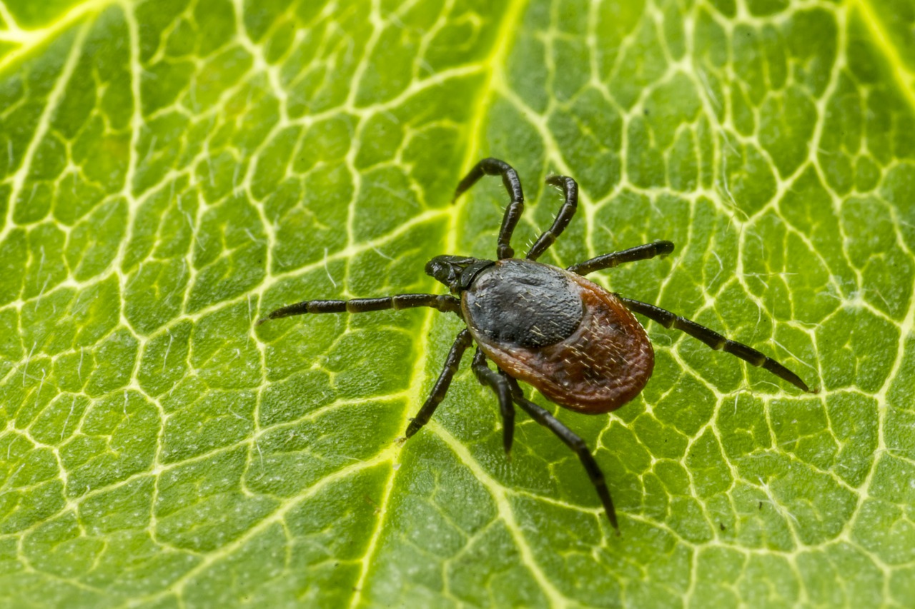 Caldo: è allarme invasione di zecche