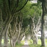 costa-irlanda-nord-dark-hedges-foto-martino-de-mori