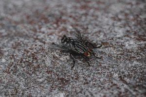 Tafani e mosche cavalline in bicicletta