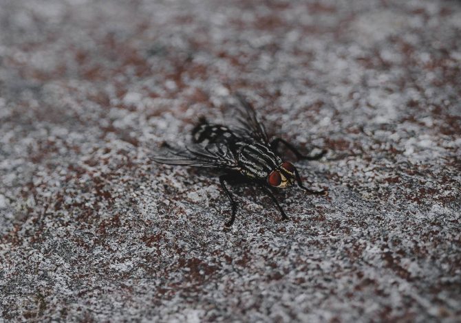 Tafani e mosche cavalline in bicicletta