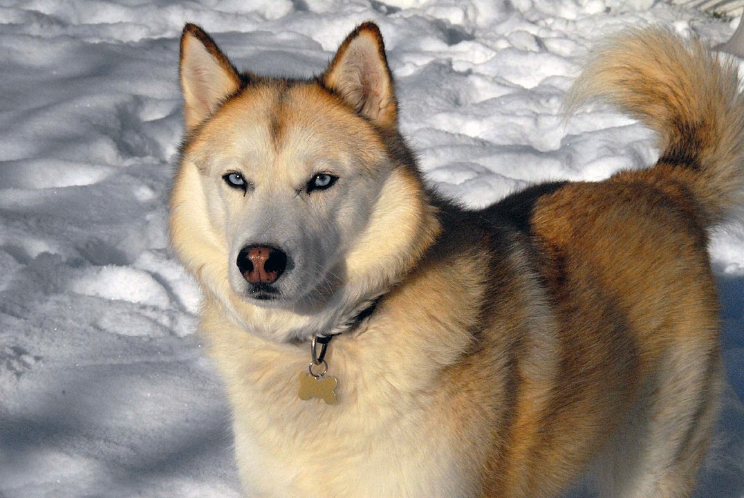 migliori razze di cane per andare in montagna