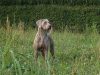 weimaraner-bracco-di-weimar