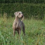 Weimaraner (Bracco di Weimar)