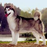 Alaskan Malamute